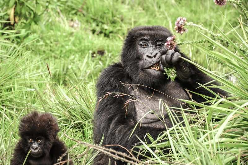 Two mountain gorillas resting in dense green foliage
