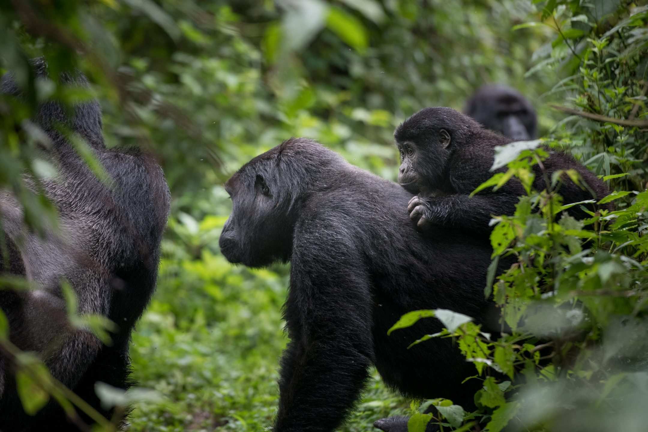 Two mountain gorillas resting in dense green foliage