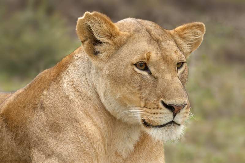 A lioness in close profile, looking out across dry grass