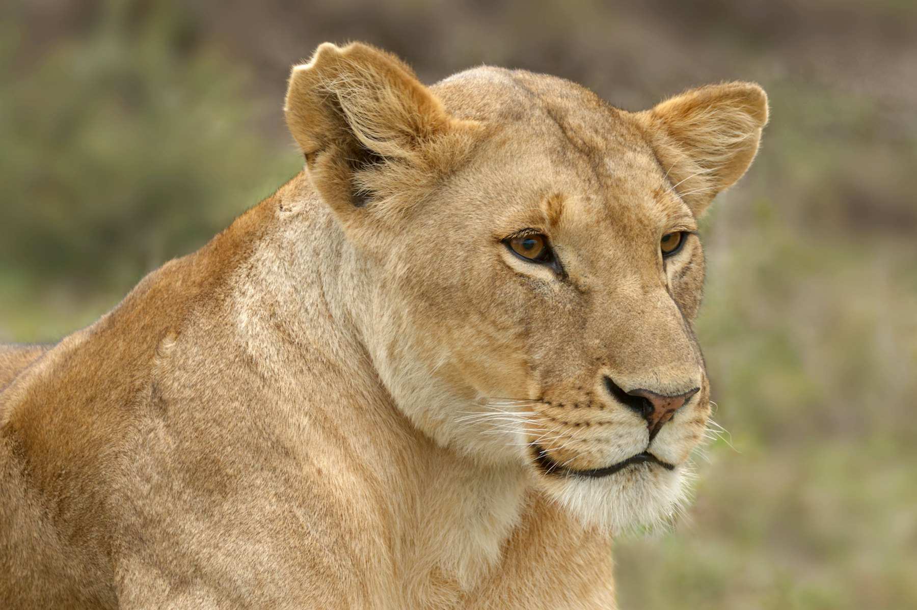 A lioness in close profile, looking out across dry grass