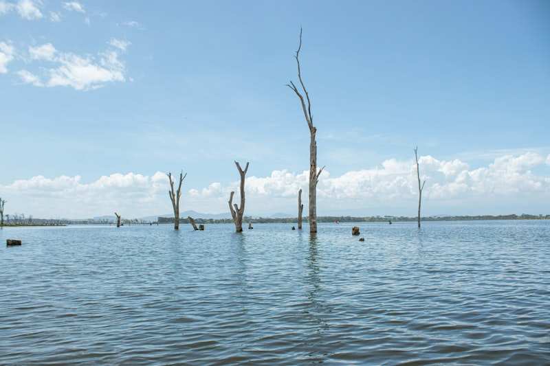 Bare drowned trees standing in the shallows of a wide lake under a blue sky