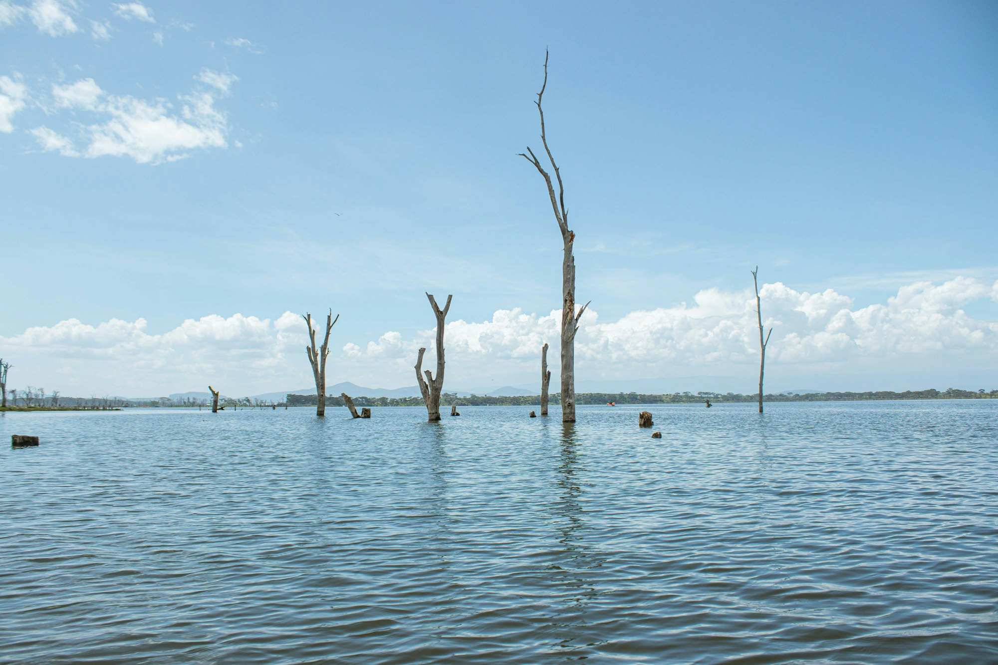 Bare drowned trees standing in the shallows of a wide lake under a blue sky
