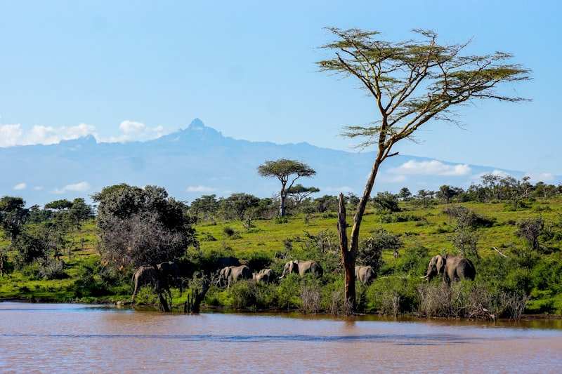 Elephants moving along a waterhole under a flat-topped acacia, Mount Kenya beyond