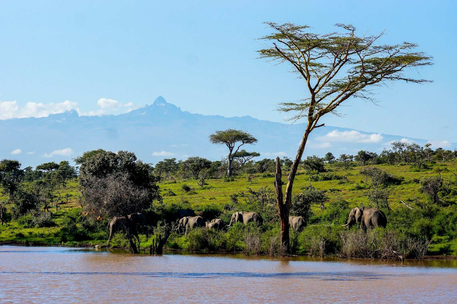 Elephants moving along a waterhole under a flat-topped acacia, Mount Kenya beyond