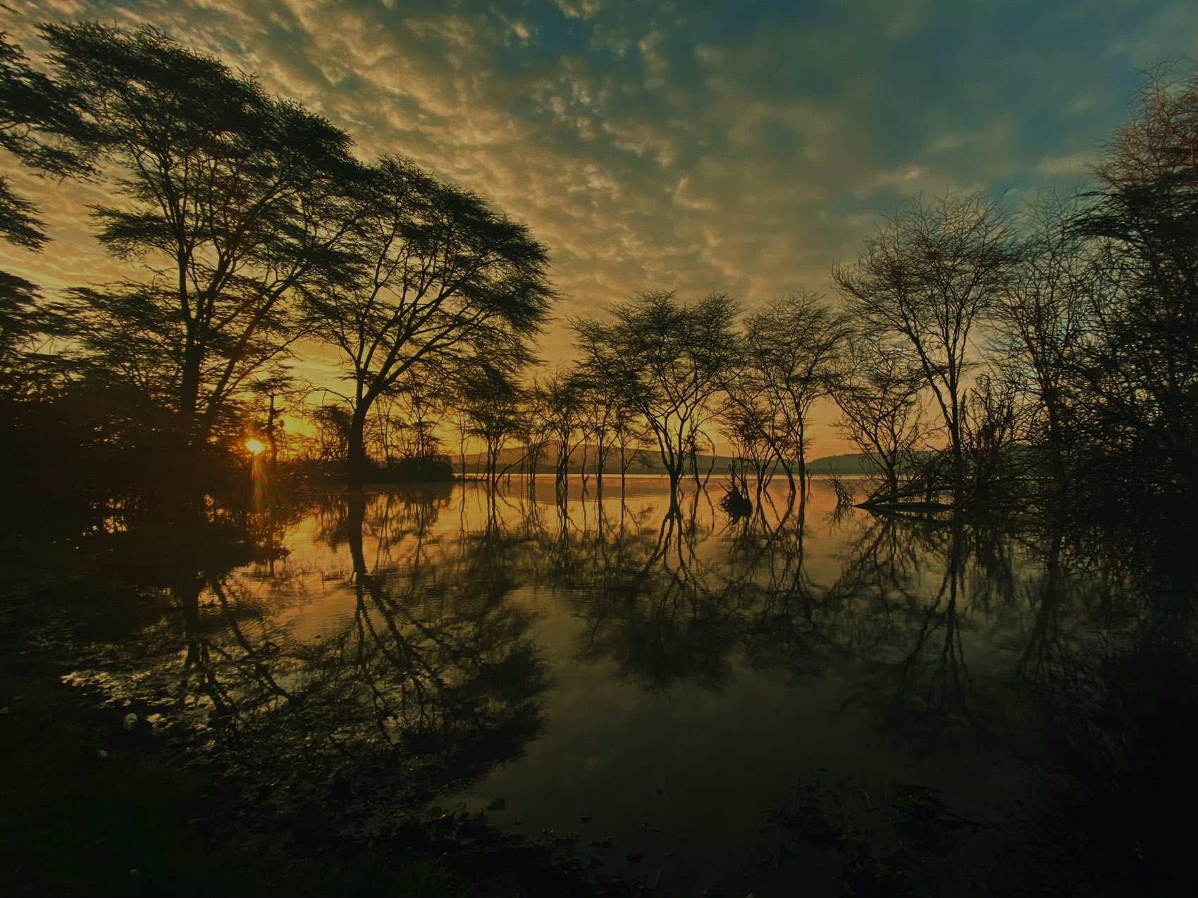 Fever trees standing in the shallows of Lake Oloidien at sunrise, reflected in still water
