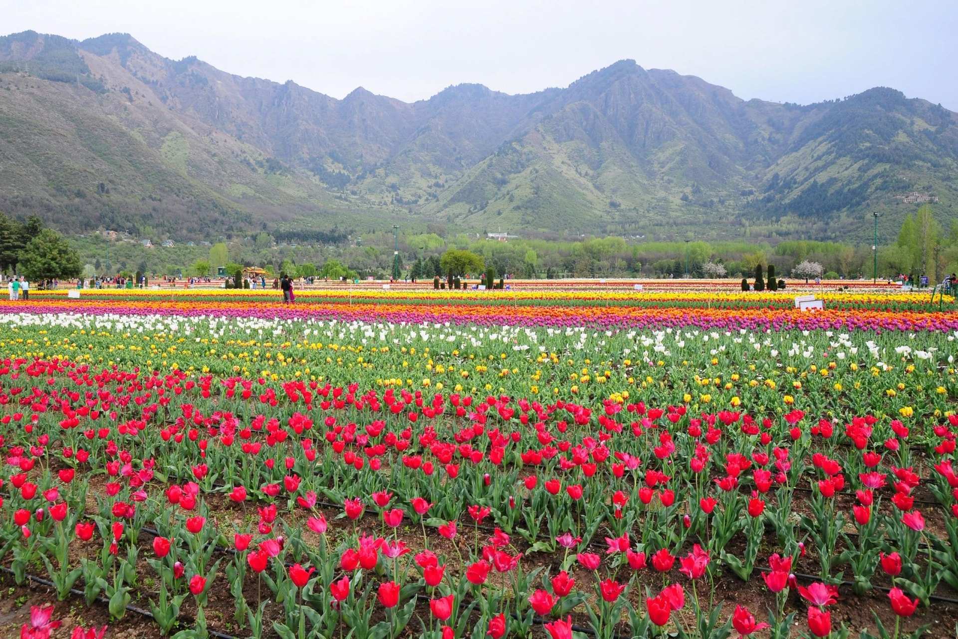 Rows of red, yellow and white tulips in a Srinagar garden, green mountains behind