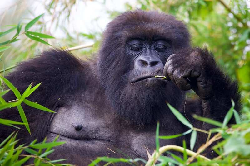 A mountain gorilla lying back in bamboo, chewing a green shoot