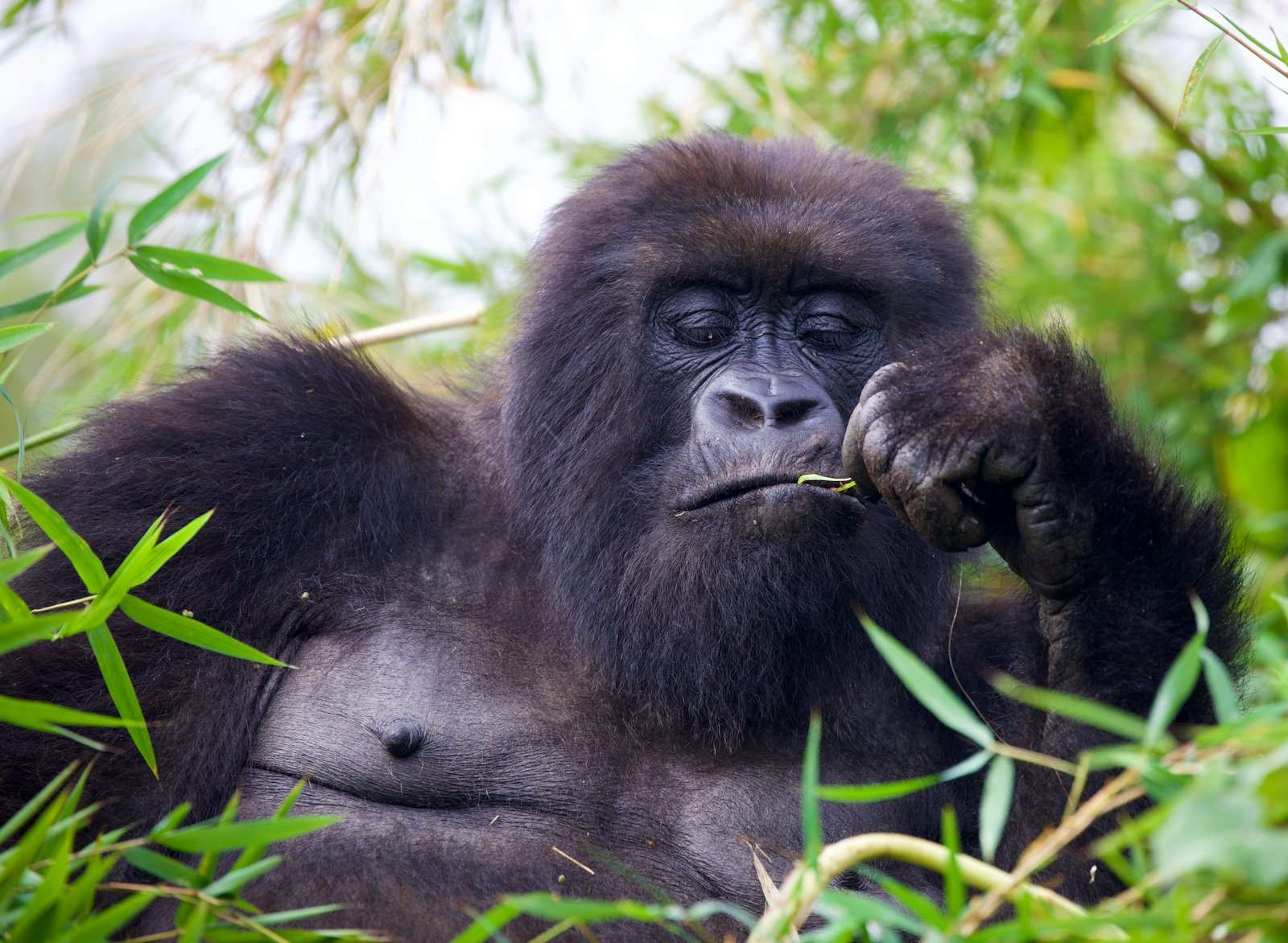 A mountain gorilla lying back in bamboo, chewing a green shoot