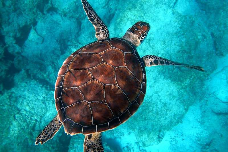 A sea turtle swimming over a shallow reef in clear turquoise water