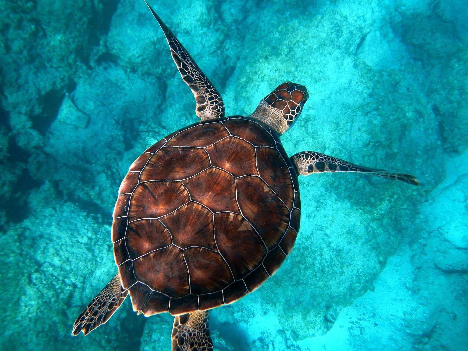 A sea turtle swimming over a shallow reef in clear turquoise water
