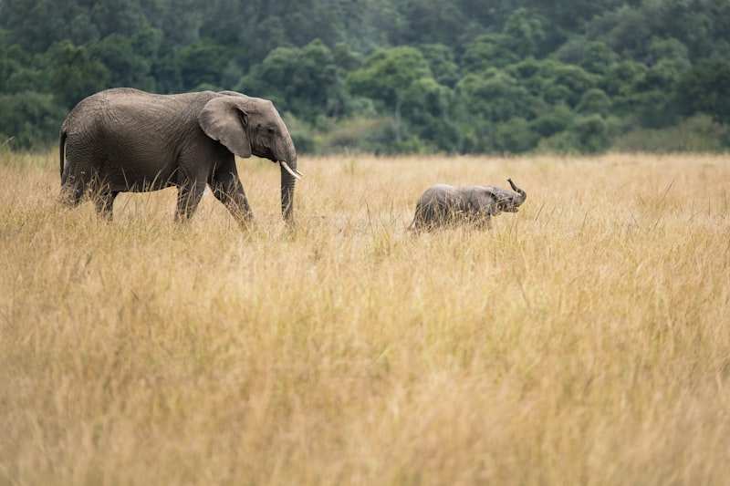 An elephant and her calf walking through tall golden grass toward a wooded ridge