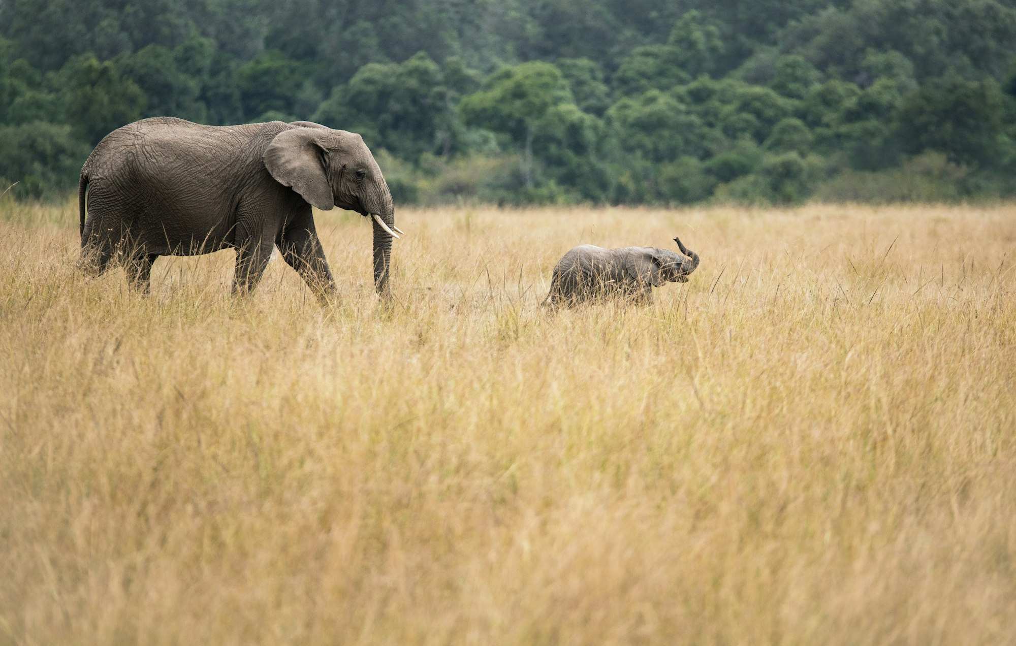 An elephant and her calf walking through tall golden grass toward a wooded ridge