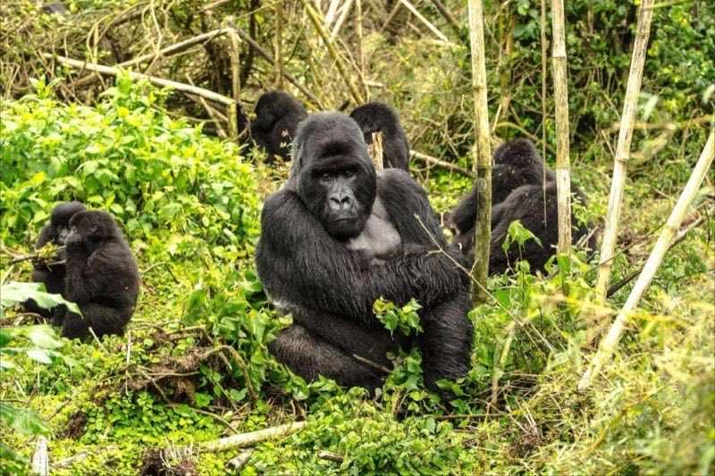 A mountain gorilla family feeding in bamboo forest, an adult silverback at the centre