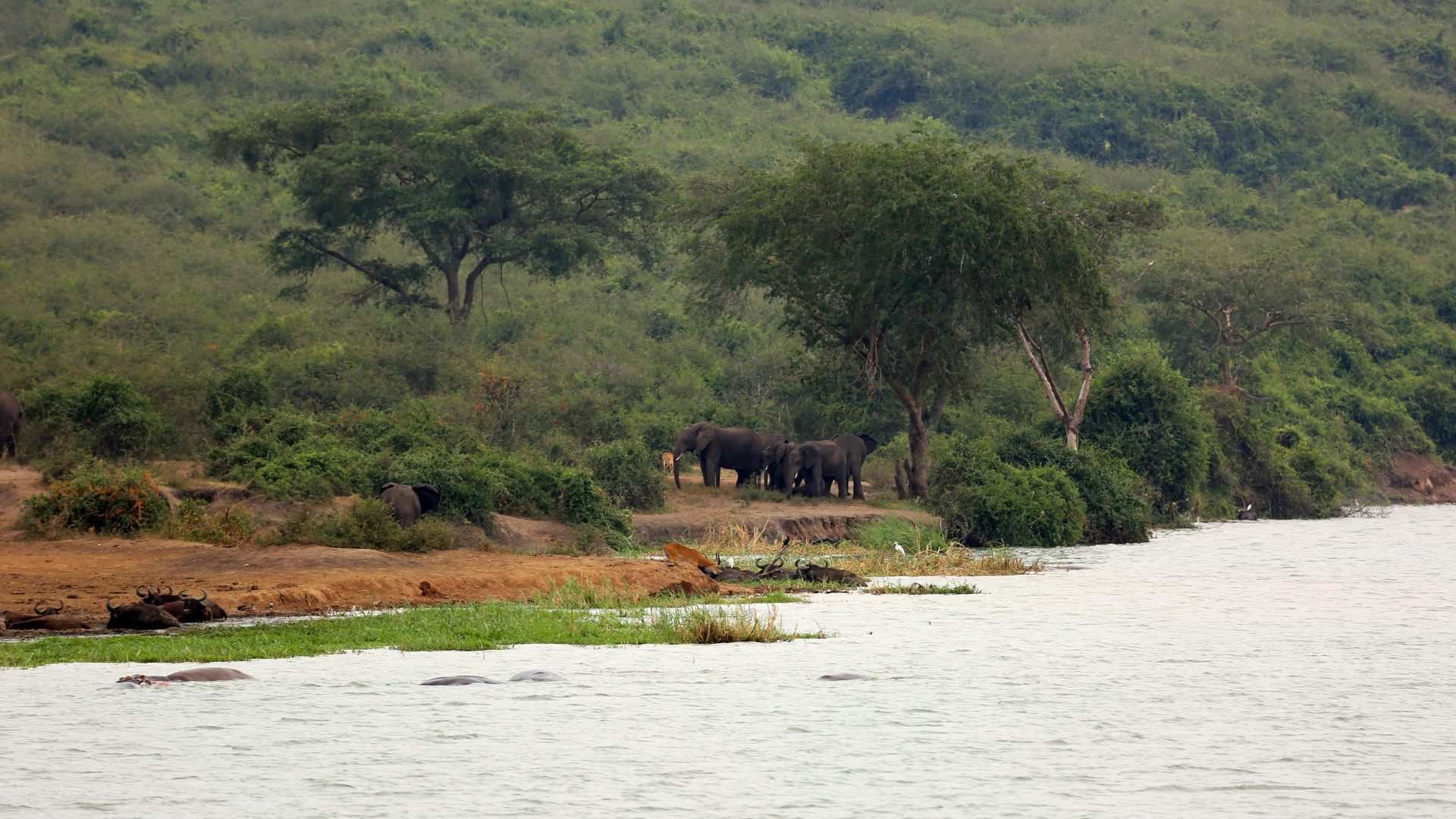 Elephants on the wooded bank of the Kazinga Channel, seen from the water