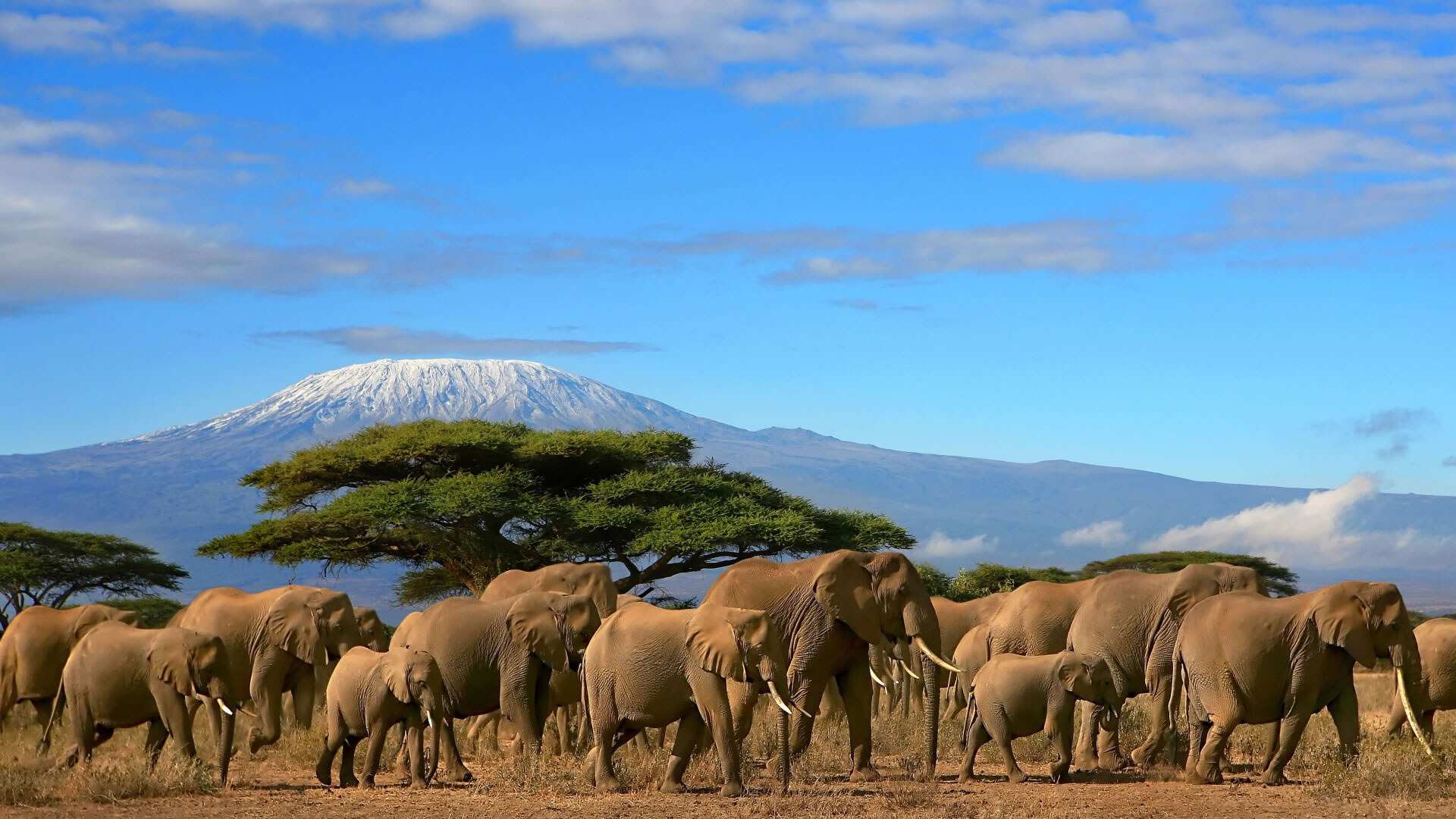 A herd of elephant walking past a flat-topped acacia, snow-capped Kilimanjaro behind