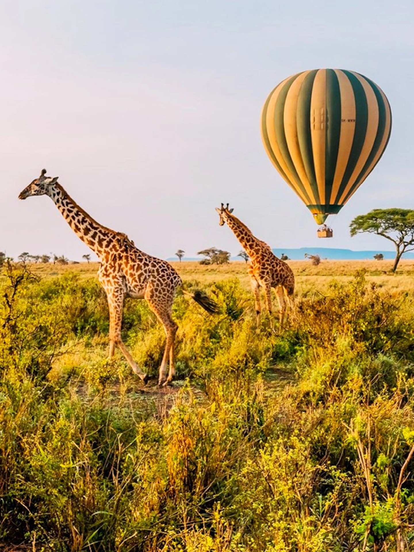 Reticulated giraffe on open plains in northern Kenya at first light