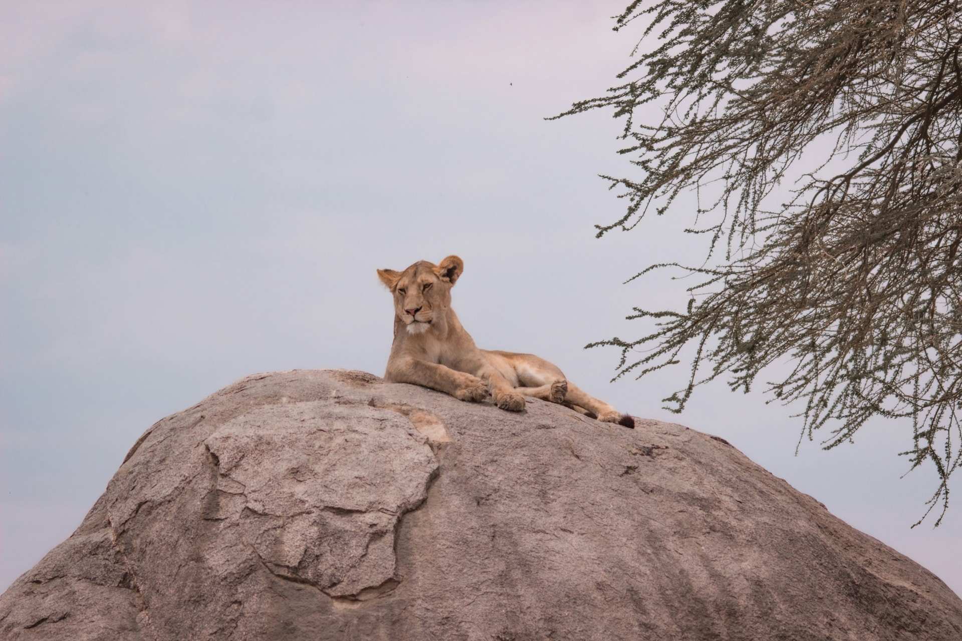 A lioness lies on top of a granite kopje in the Serengeti, with thorn tree branches at the edge of the frame