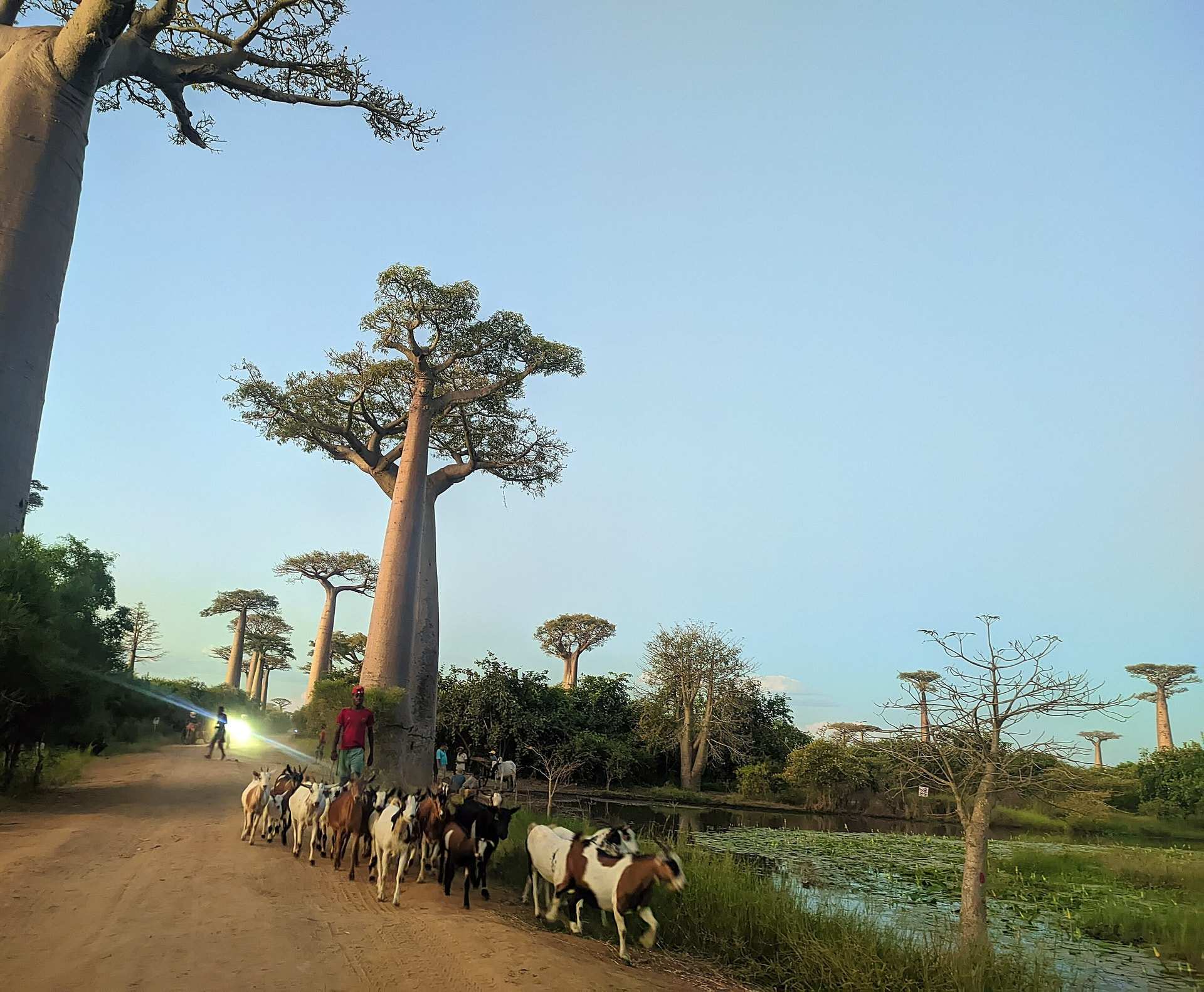 Goats being herded down the red dirt road through the Avenue of the Baobabs near Morondava, late in the day