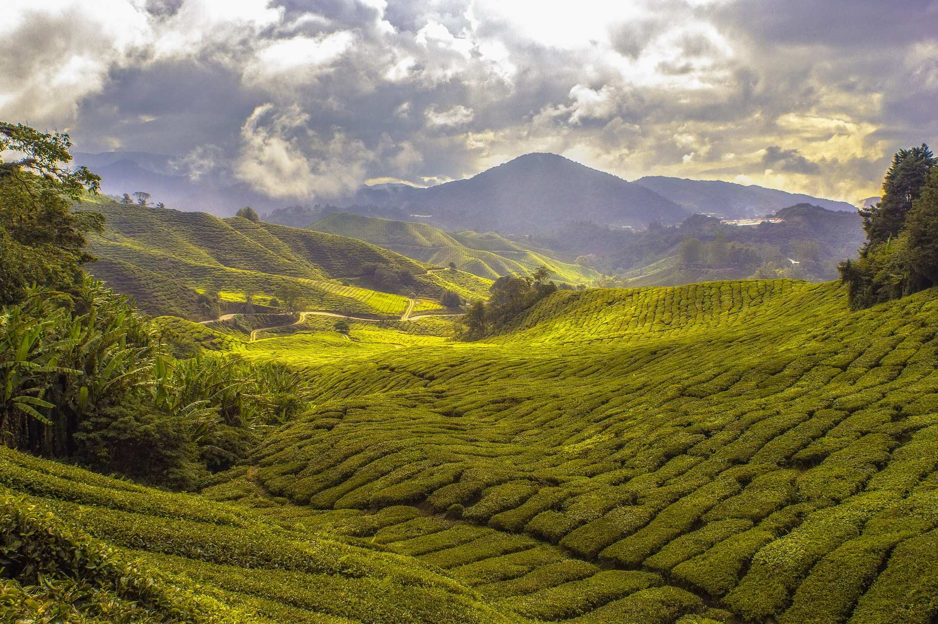 Tea terraces rolling down to forested hills under a stormy sky in the Cameron Highlands