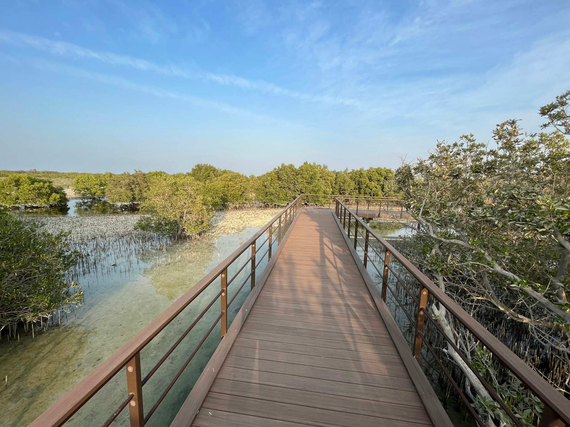 A wooden boardwalk running between mangroves over the water at Jubail Mangrove Park, Abu Dhabi