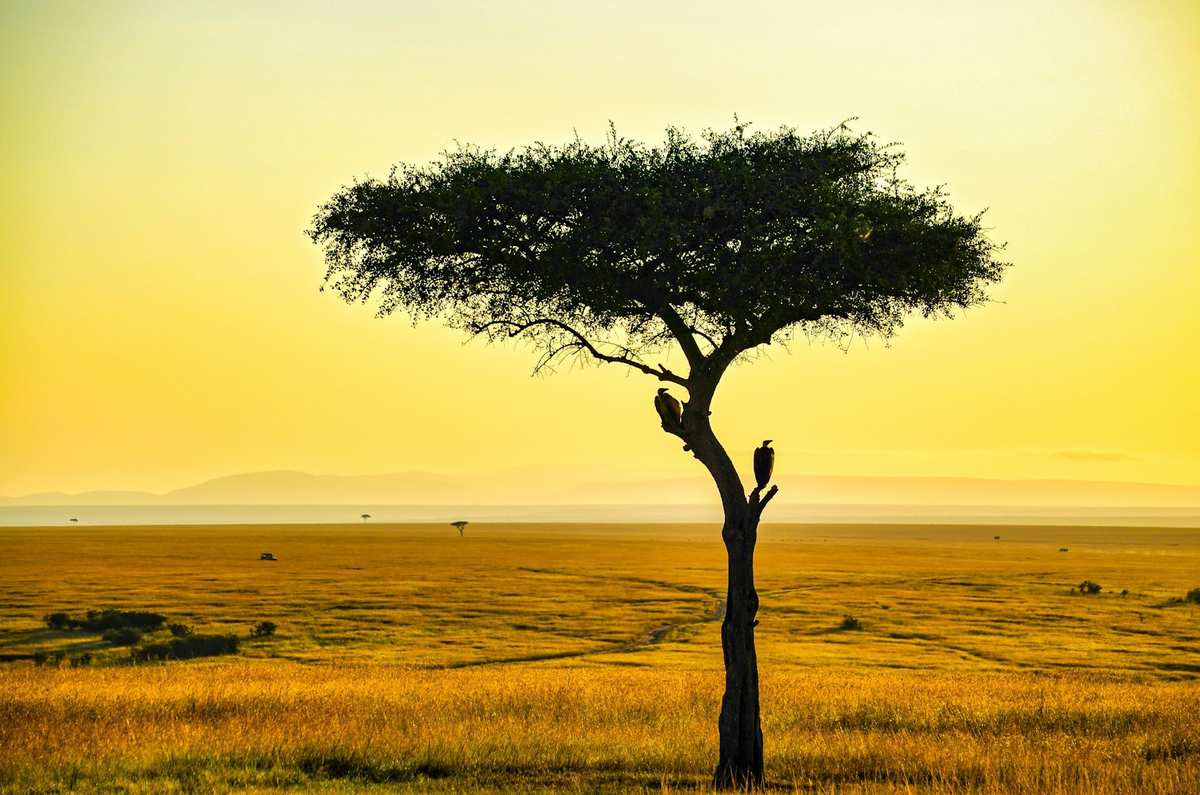 Right. Rate Image Masai Mara resident rates | Holiday Bazaar