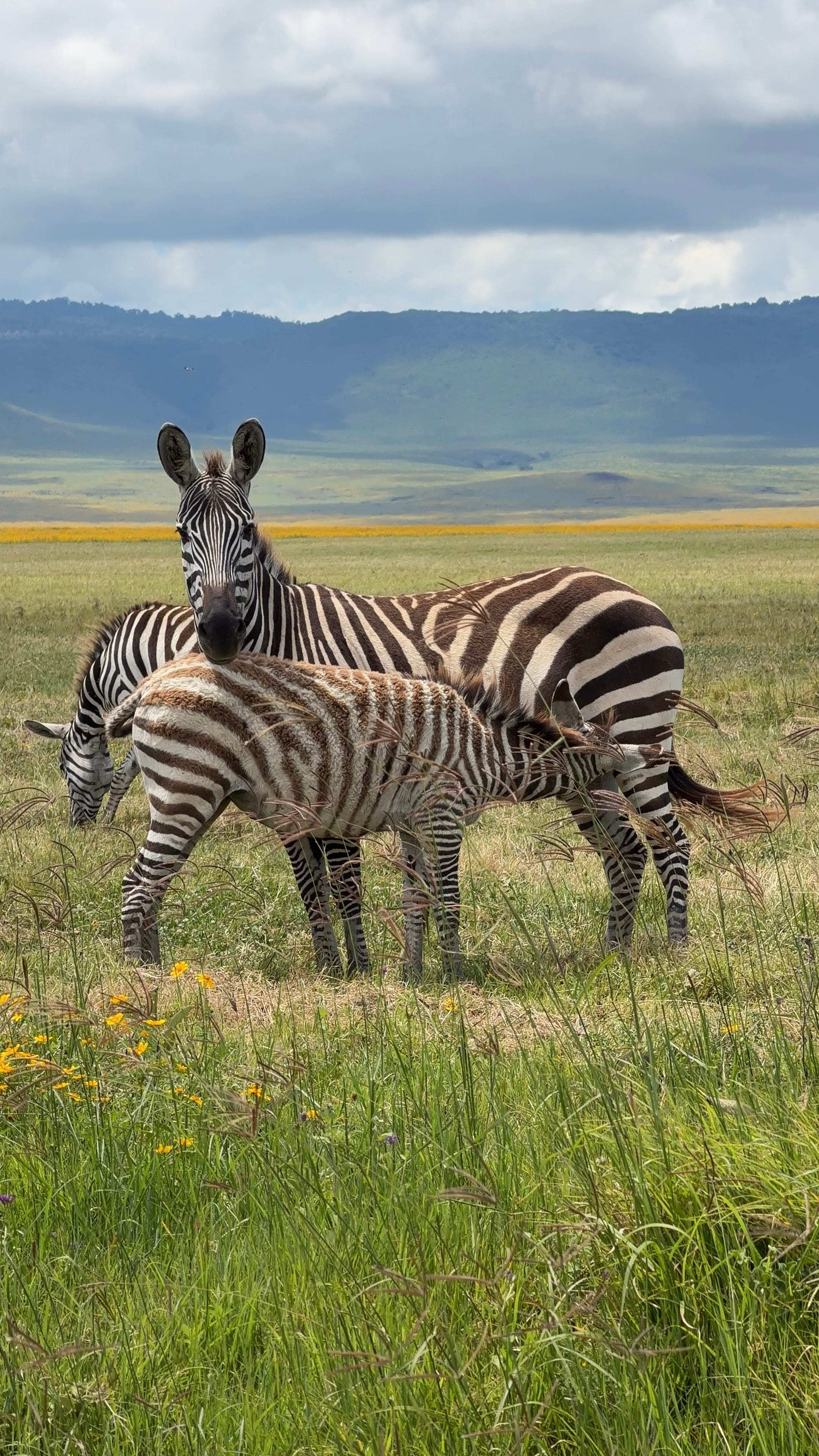 Two zebras and a foal grazing on the Ngorongoro Crater floor, the crater wall behind them