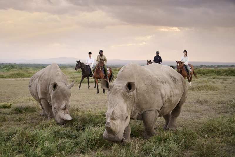A ranger kneeling to touch a white rhino on the Ol Pejeta grassland