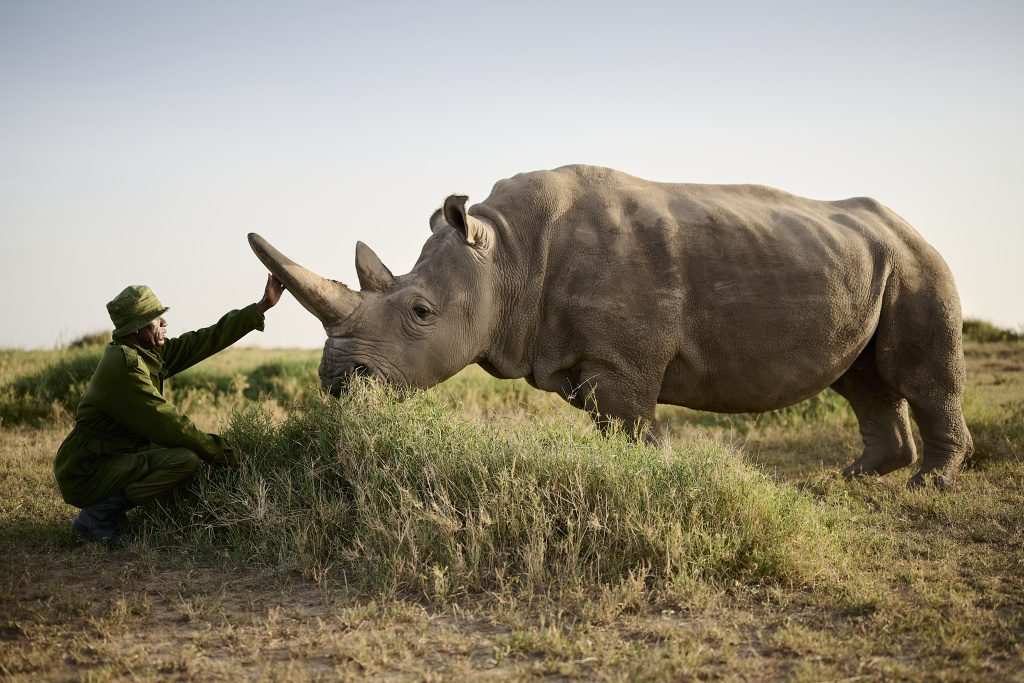 A ranger kneeling to touch a white rhino on the Ol Pejeta grassland