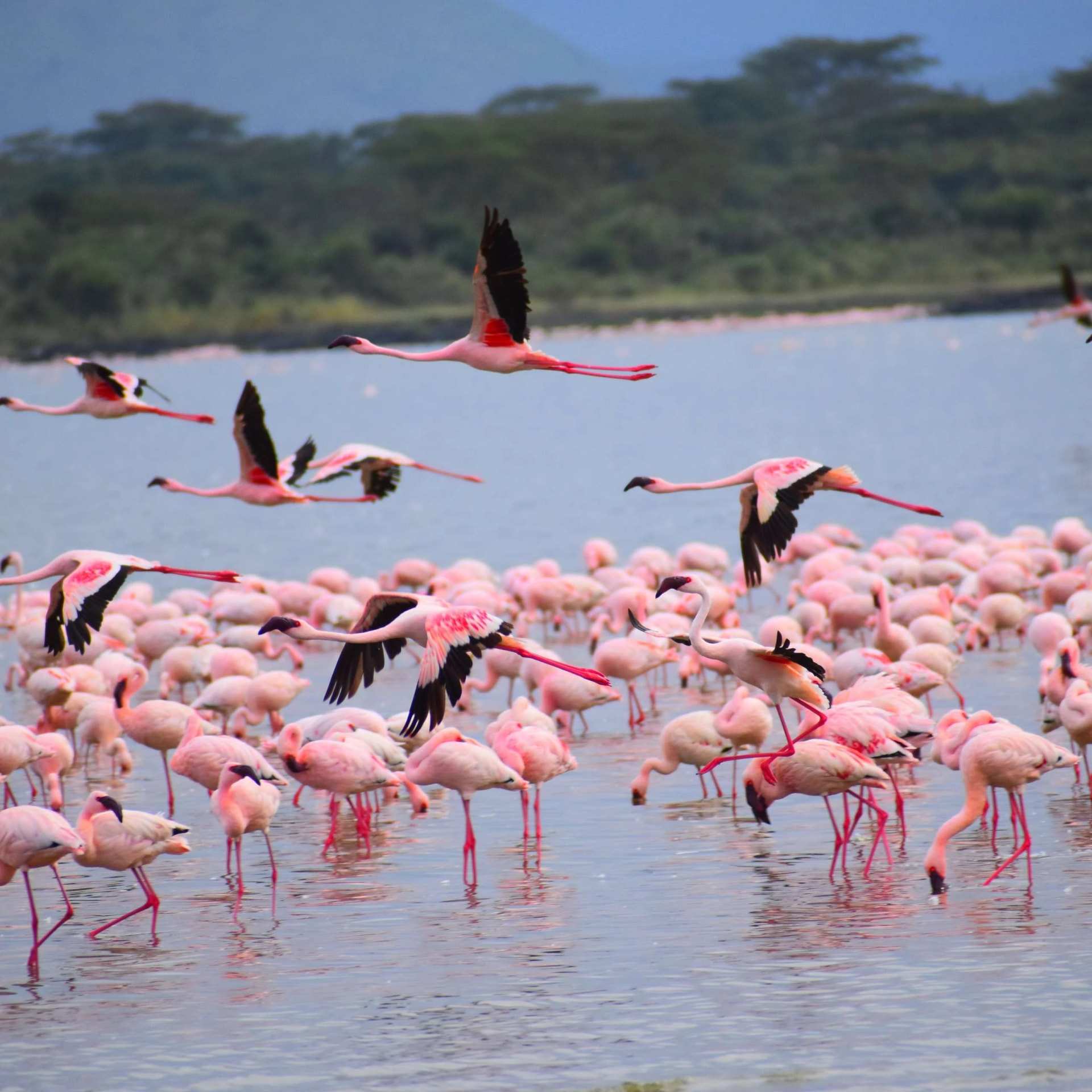 Flock of lesser flamingos wading and taking off from a shallow soda lake