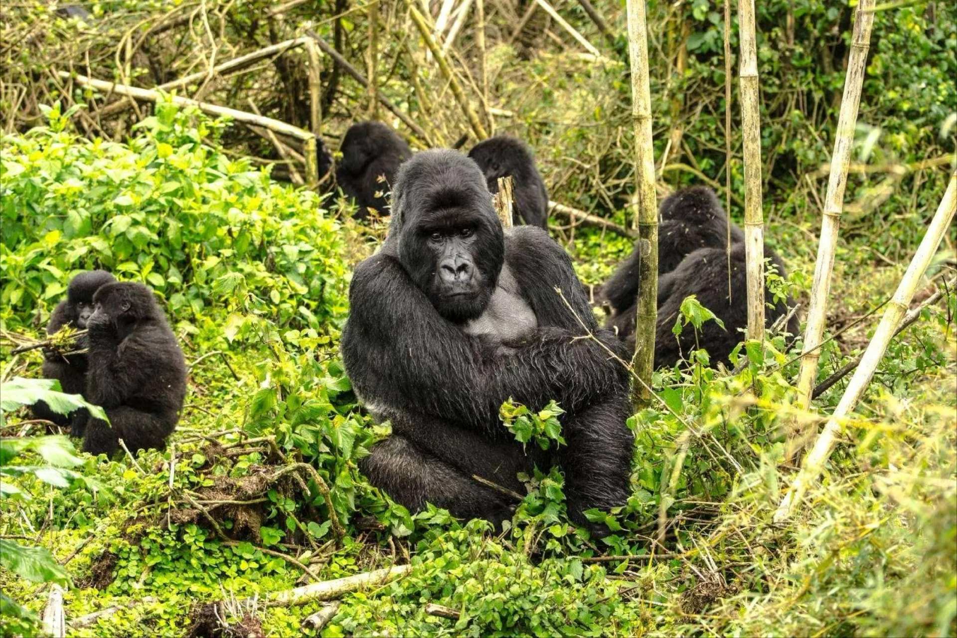 A mountain gorilla family feeding in bamboo forest, an adult silverback at the centre