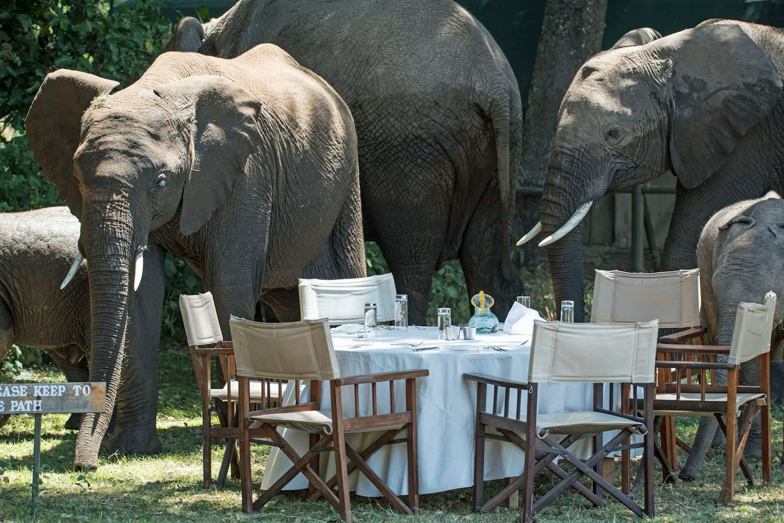 A table laid with white linen and glasses under the trees of a safari camp, a herd of elephants standing over it