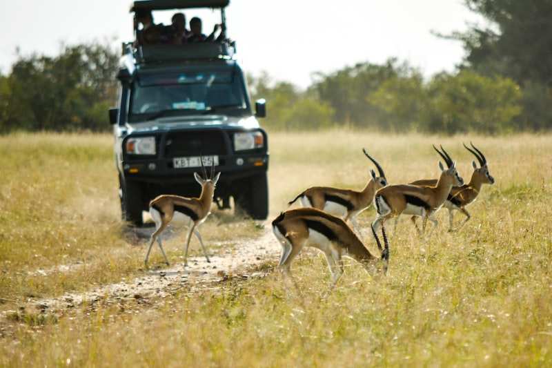 Thomson's gazelle crossing the track in front of an open safari vehicle with guests aboard