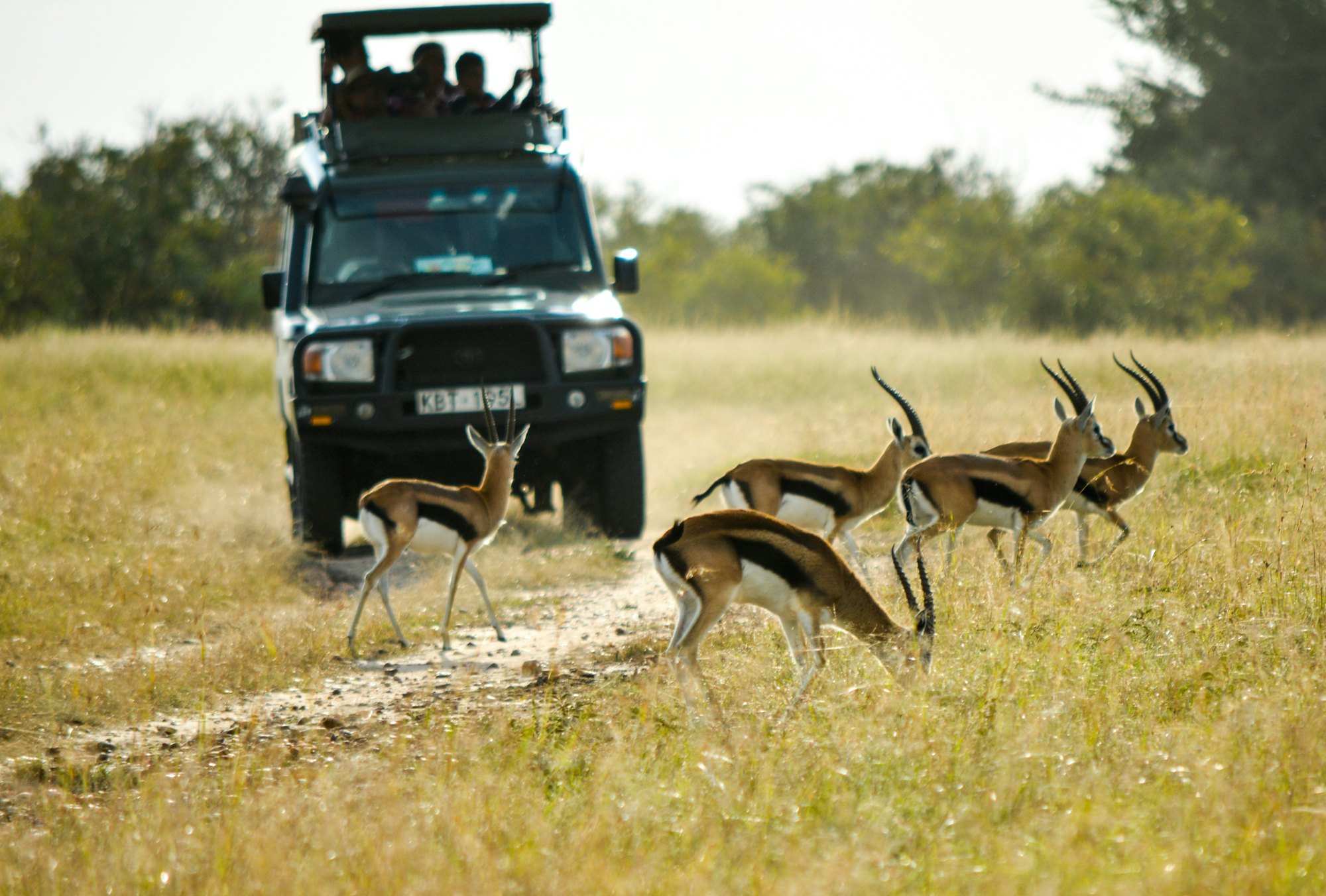 Thomson's gazelle crossing the track in front of an open safari vehicle with guests aboard