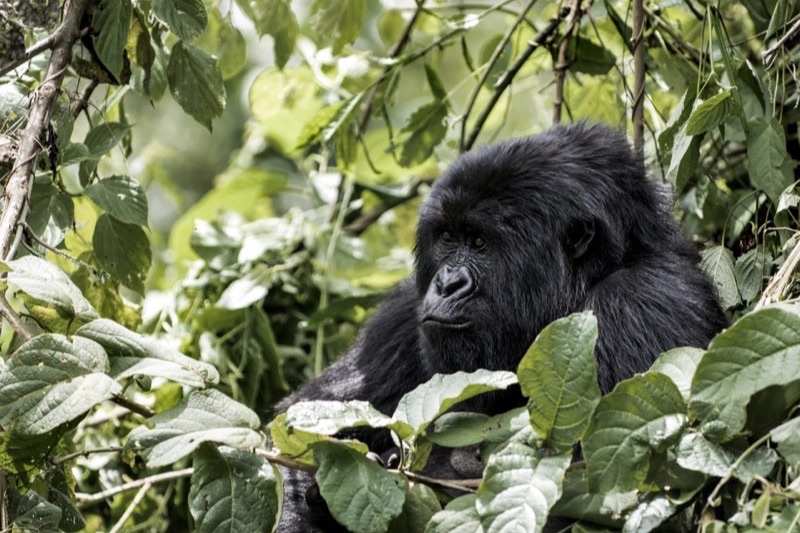 A gorilla sitting in dense rainforest undergrowth, looking up through the leaves