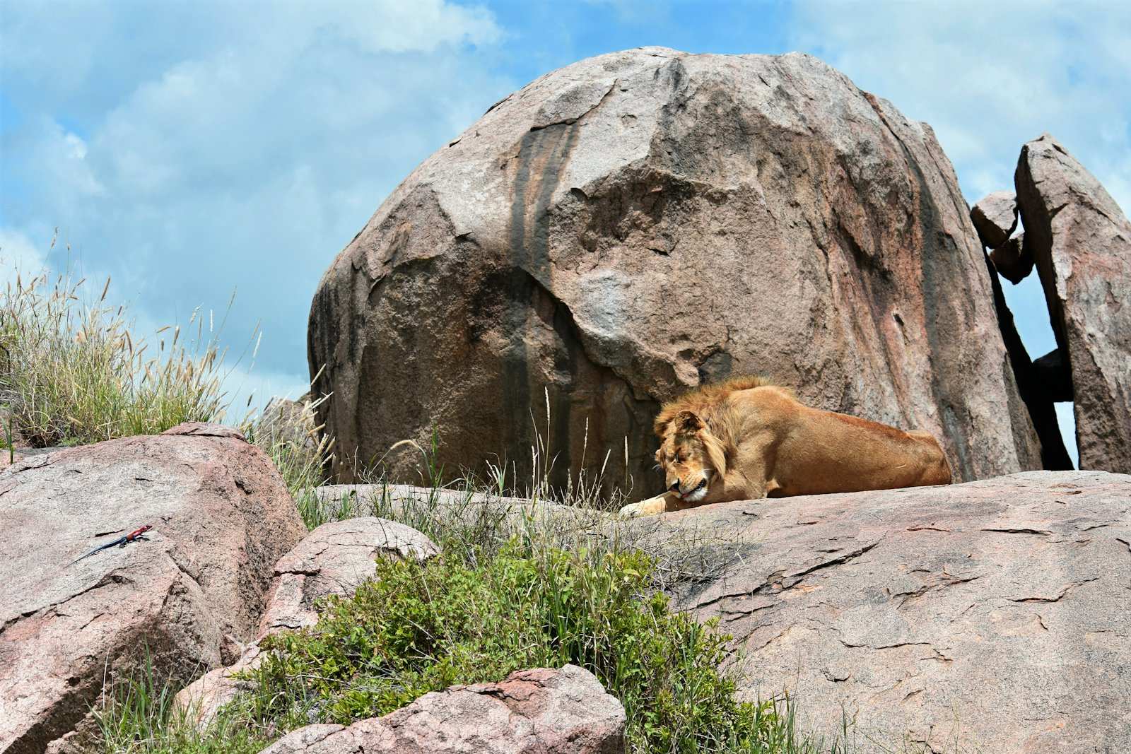 A male lion resting on the granite boulders of a kopje under a bright sky