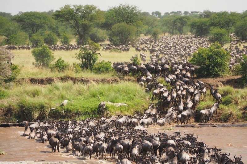 A column of wildebeest wading a wide muddy river, thousands more massed on the far bank waiting to follow