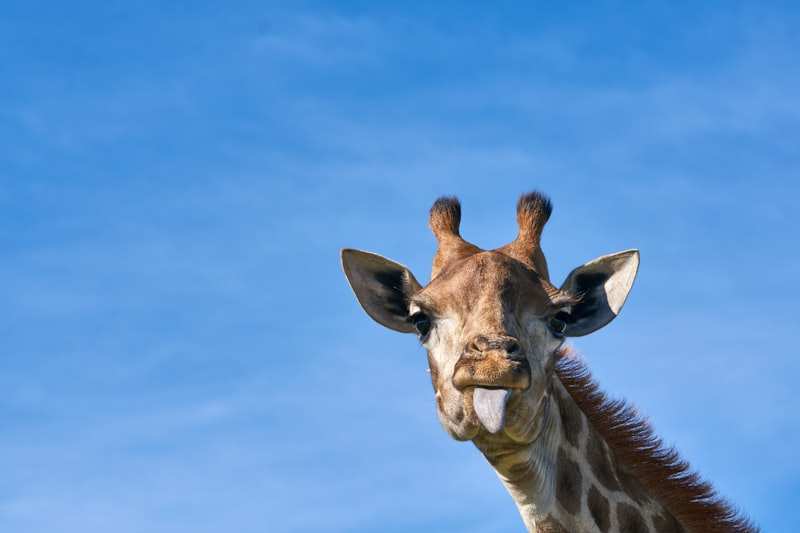 A giraffe against a clear blue sky, ears out and tongue extended