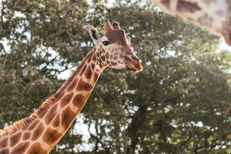 A giraffe's head and neck close up against sunlit garden trees at Giraffe Manor, a second giraffe leaning in from above