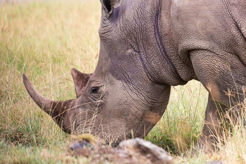 A rhino grazing head-down in long grass, its front horn worn smooth
