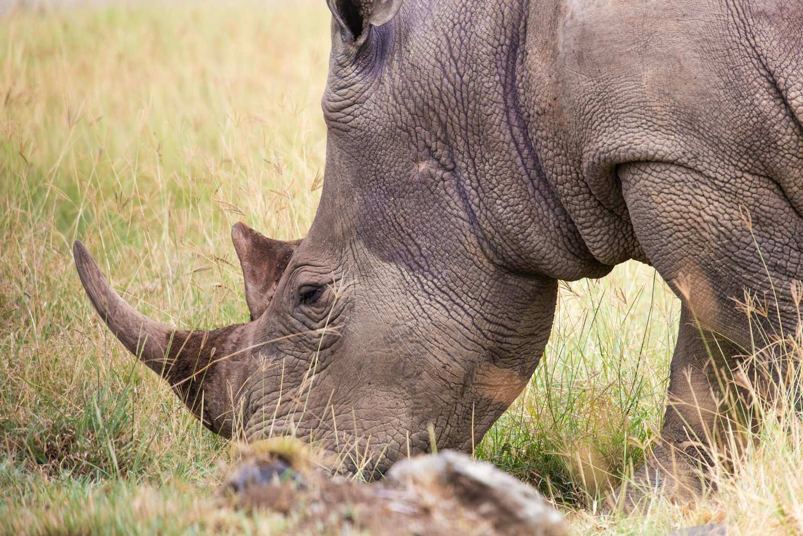 A rhino grazing head-down in long grass, its front horn worn smooth