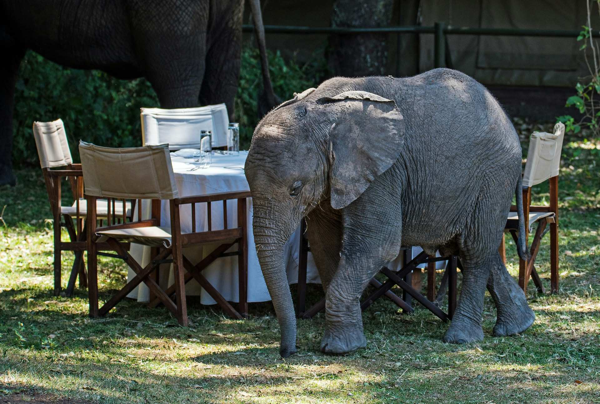 A young elephant standing beside a table laid with a white cloth and folding director's chairs on the grass at Little Governors' Camp in the Masai Mara