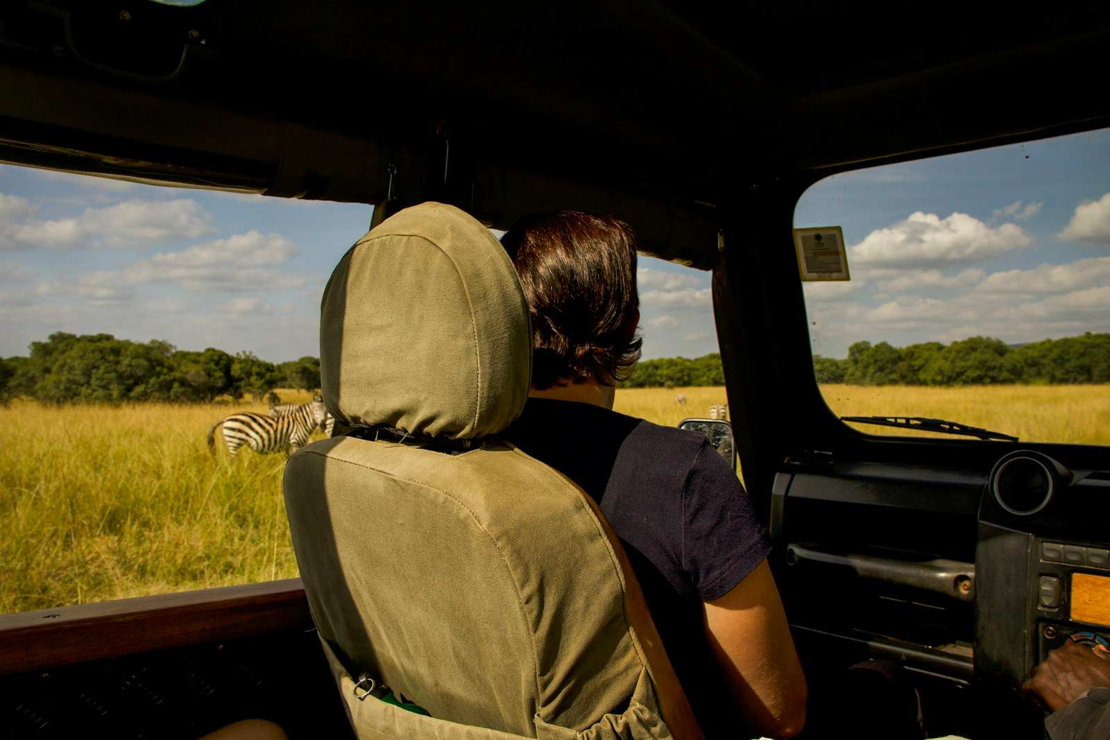 The view from the back of a game-drive vehicle, a passenger looking past a canvas-covered seat at zebra in long yellow grass, with the dashboard and the driver at the right