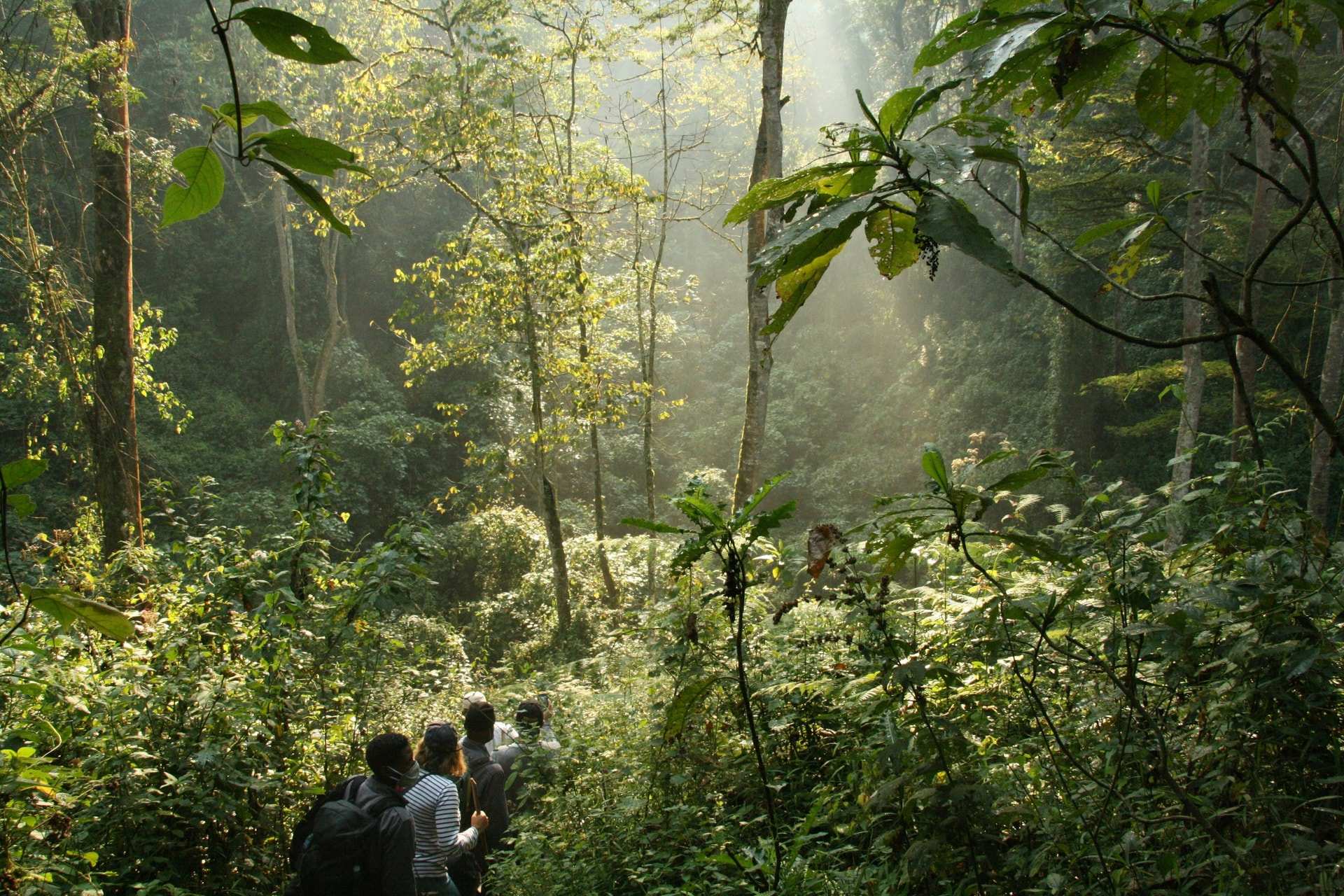 A line of trekkers with day packs walks into dense green rainforest in Bwindi, sunlight falling through the trees