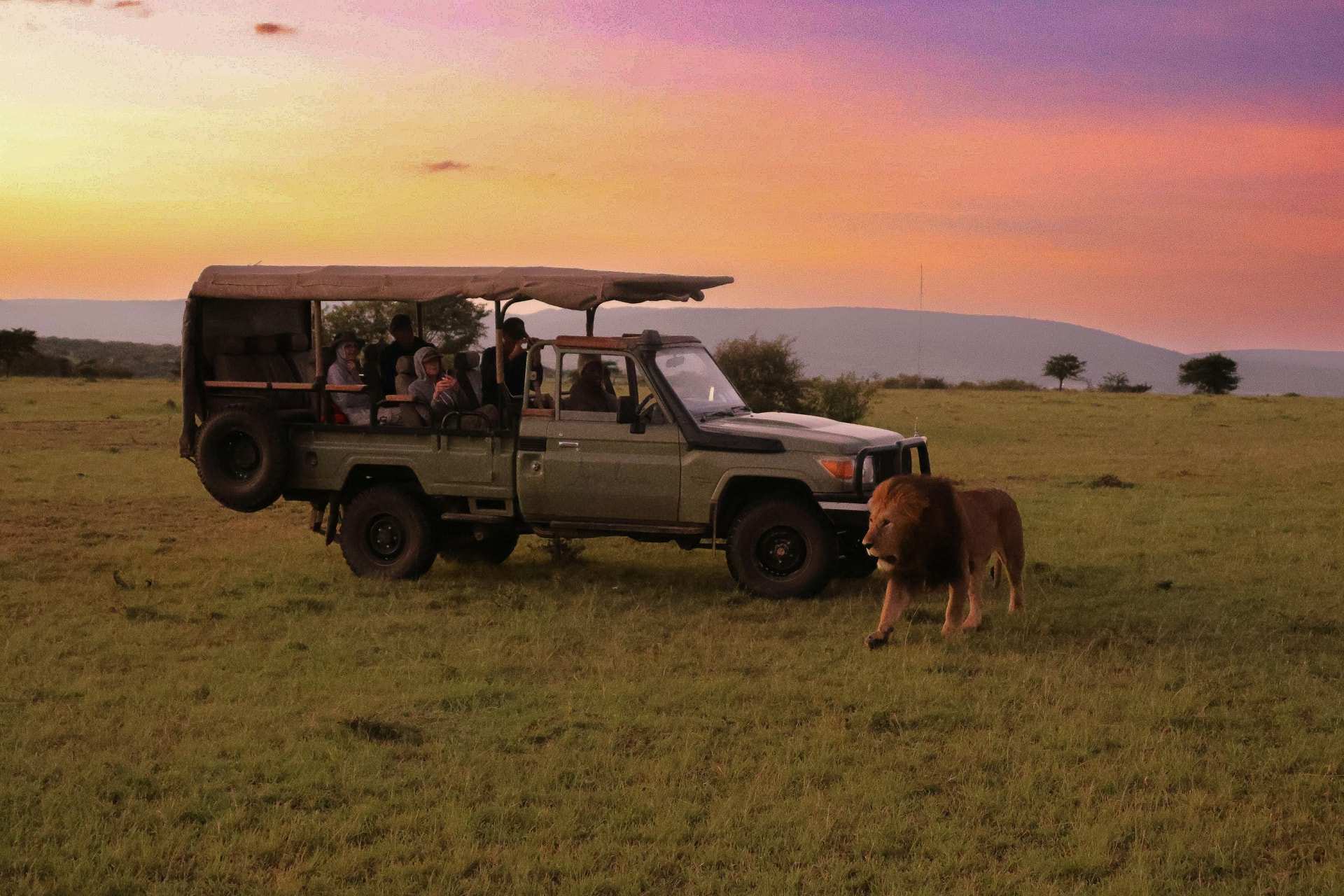 A male lion walks past an open-sided safari vehicle full of guests on green grass at sunrise in the Naboisho Conservancy