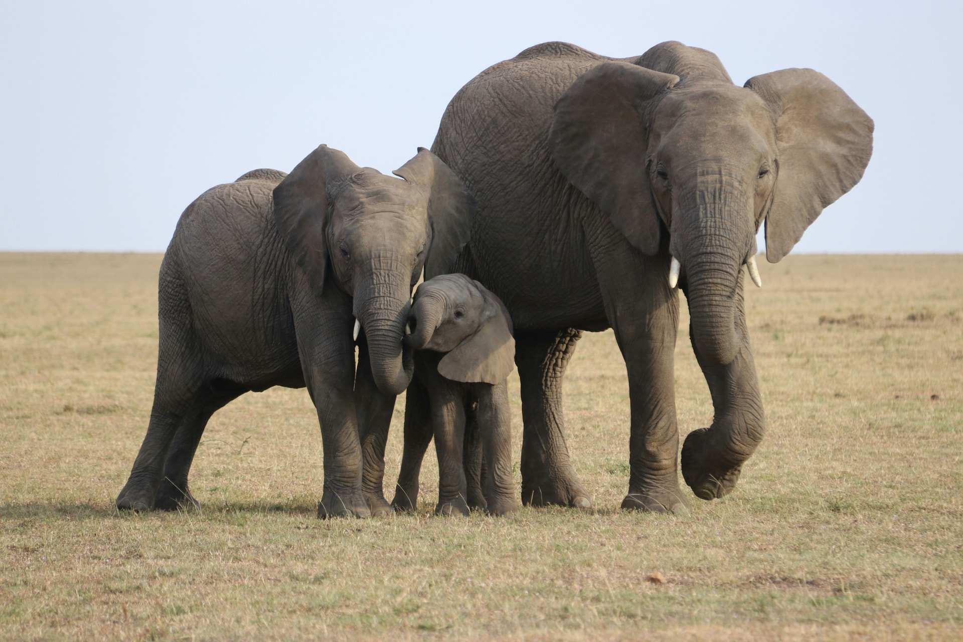 Two adult elephants stand close around a small calf on short grass in the Masai Mara