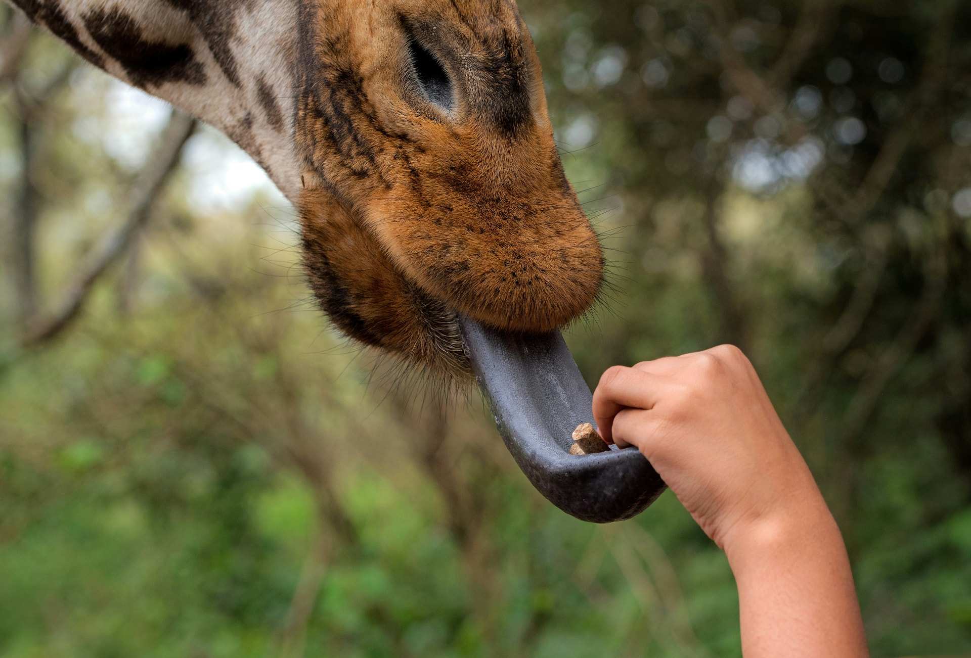 A hand offers a food pellet to a giraffe's outstretched tongue at the Giraffe Centre in Nairobi