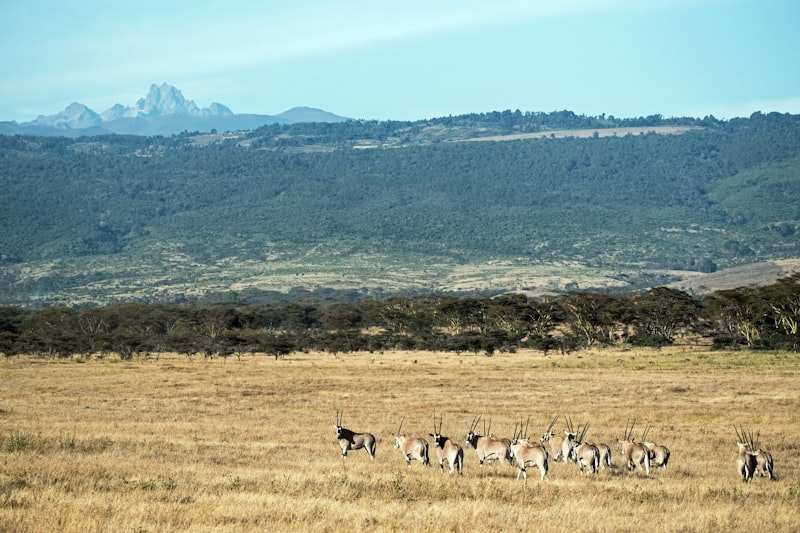 A herd of oryx crossing dry grassland with the peaks of Mount Kenya on the skyline