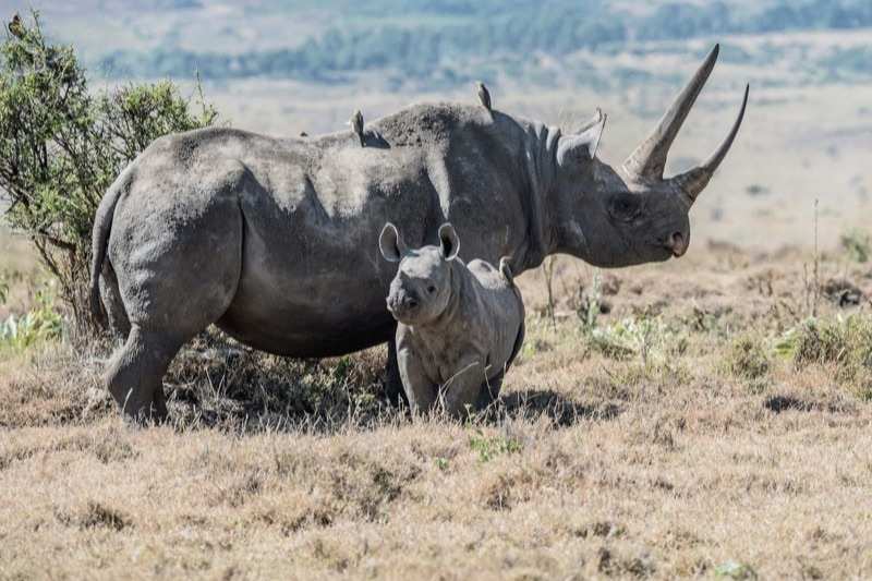 A black rhino and her calf standing in dry grass on a northern Kenya conservancy, oxpeckers riding on the mother's back