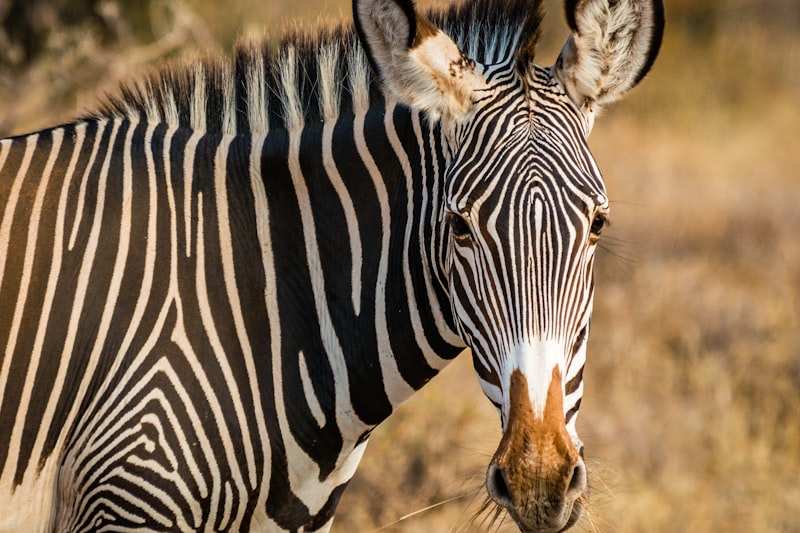 A Grevy's zebra in dry grass, narrow stripes and big rounded ears turned to the camera