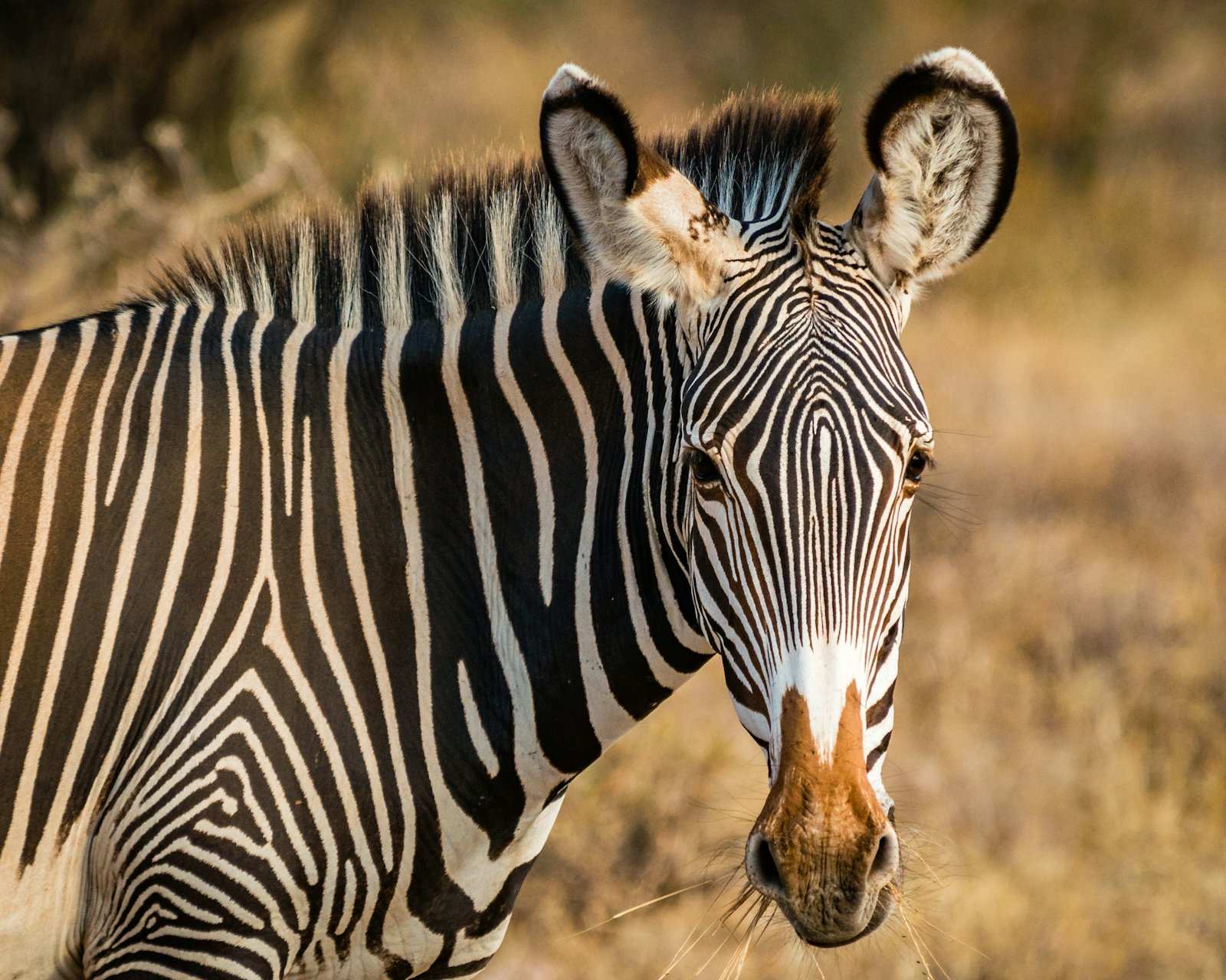 A Grevy's zebra in dry grass, narrow stripes and big rounded ears turned to the camera